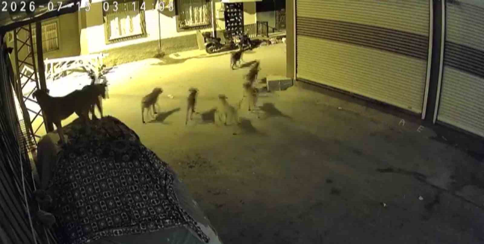 SÜRÜ HALİNDEKİ KÖPEKLERDEN KORKAN KEDİ, PENCERE DEMİRİNE TIRMANDI