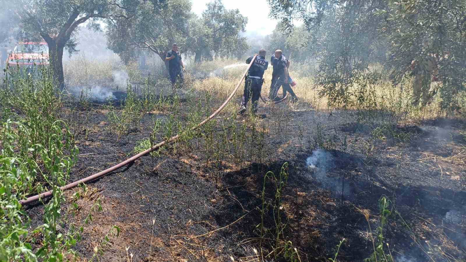 OT BİÇERKEN ZEYTİNLİĞİ YAKTI