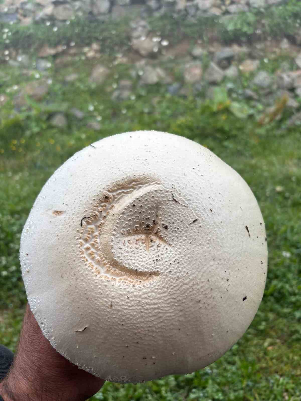 YAYLADAKİ AY YILDIZLI MANTAR GÖRENLERİ ŞAŞIRTTI