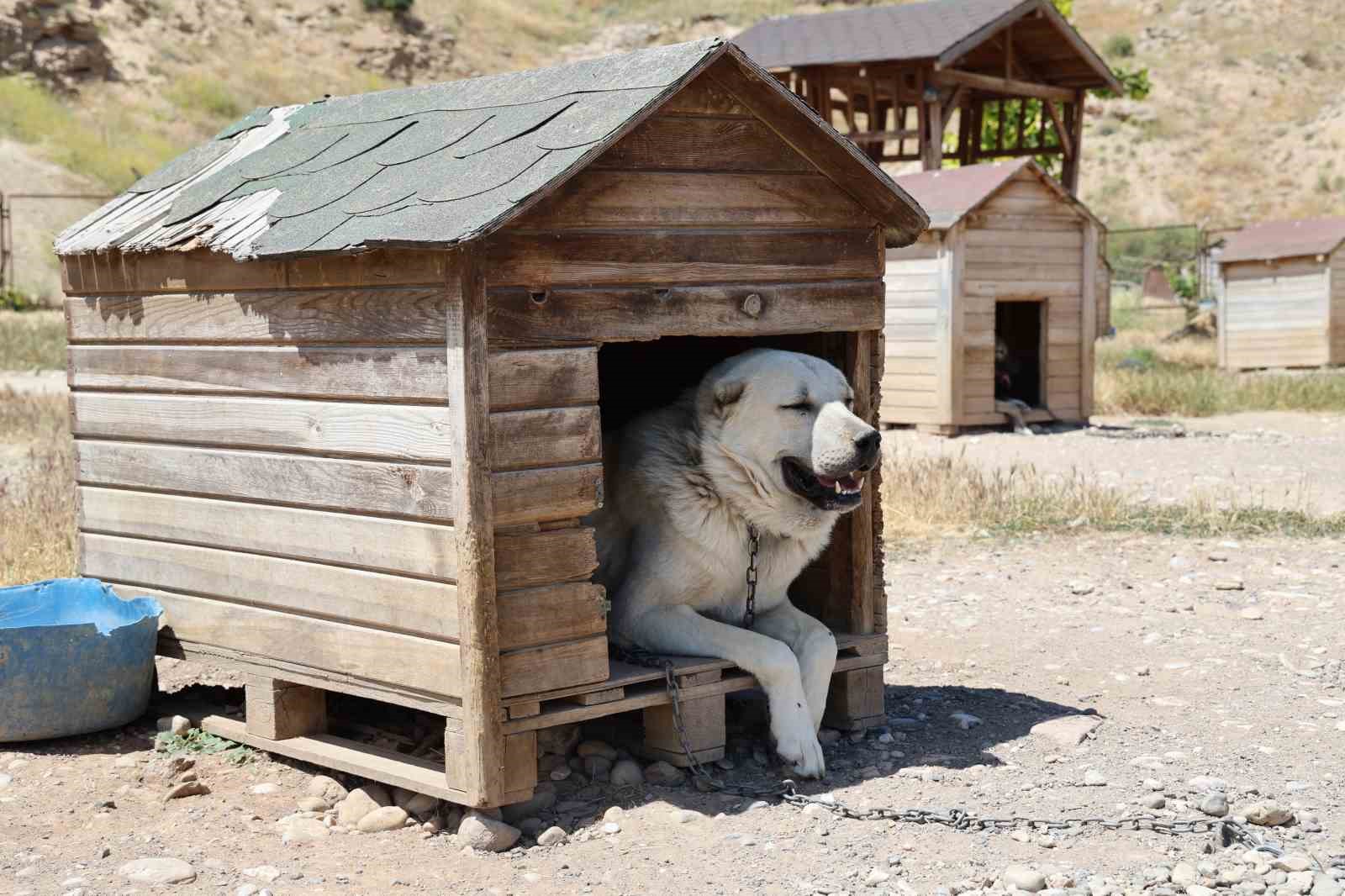 SOĞUK HAVAYA GÖĞÜS GEREN KANGAL KÖPEKLERİ SICAK YAZ AYLARINDA MİSKİNLEŞİYOR