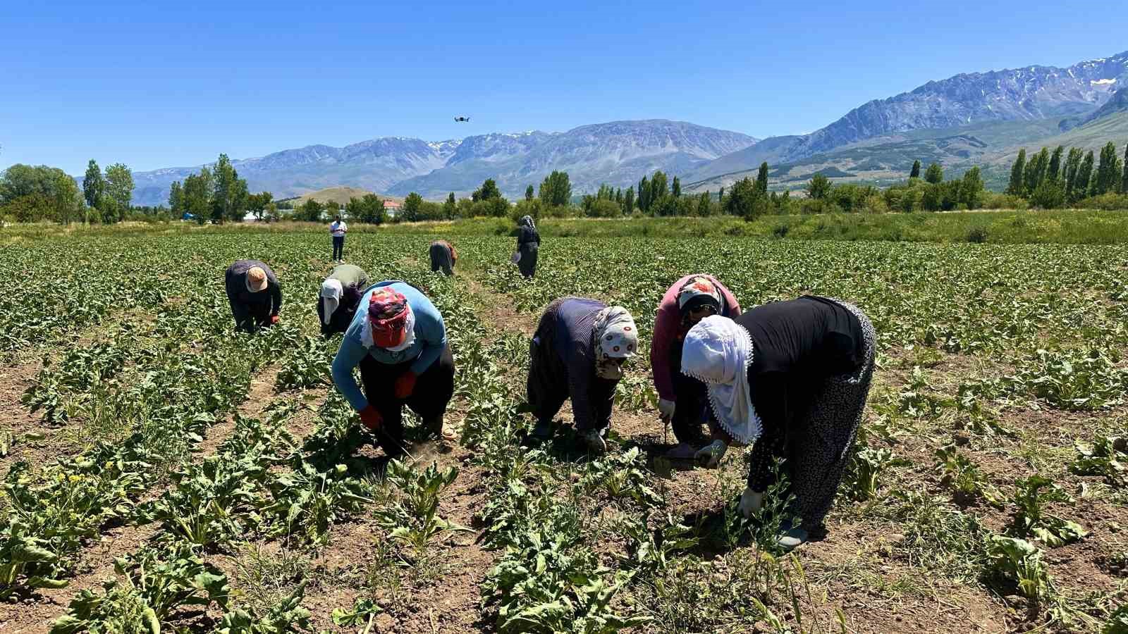 ERZİNCAN’DA KADIN TARIM İŞÇİLERİ KAVURUCU SICAKTA PANCAR MESAİSİ YAPIYOR