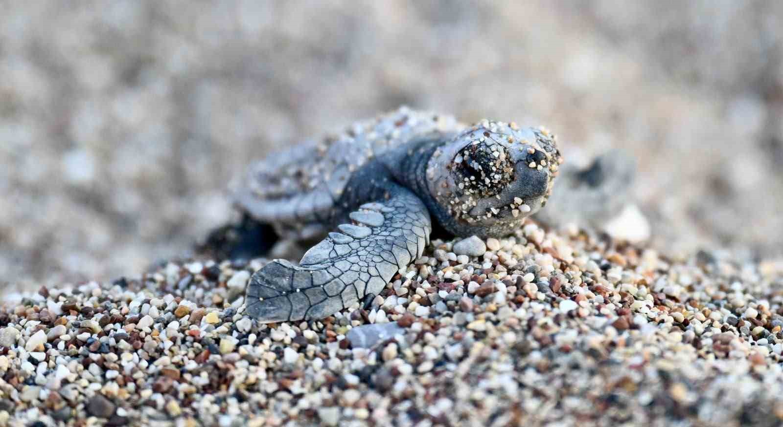 ANTALYA’DA CARETTA CARETTA YAVRULARI DENİZLE BULUŞTU