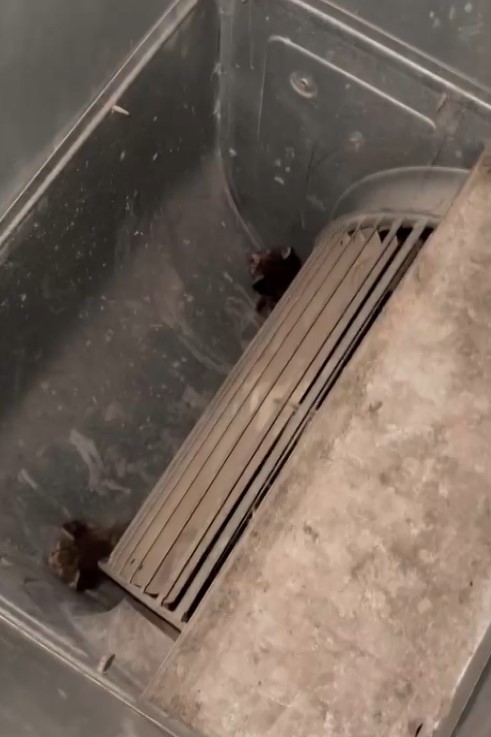 HAVALANDIRMA KAZANINA DÜŞEN 2 YAVRU KEDİYİ ÖĞRETMEN VE PERSONEL KURTARDI