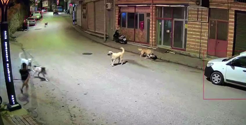 ORDU’DA KÜÇÜK ÇOCUK SOKAK KÖPEKLERİNİN SALDIRISINA UĞRADI
