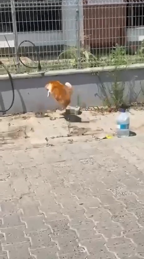 KEDİ İLE YILANIN KAVGASI KAMERADA