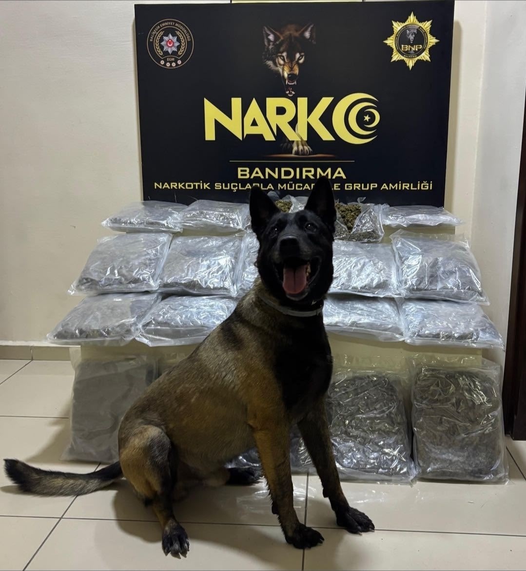 BANDIRMA’DA GÜBRE TORBALARININ ALTINA GİZLENEN 11,2 KİLO SKUNK ELE GEÇİRİLDİ