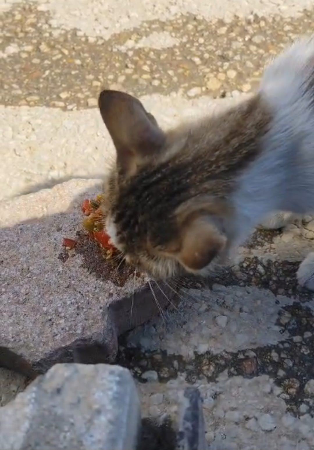 ELAZIĞ’DA KEDİNİN MENEMEN ZİYAFETİ