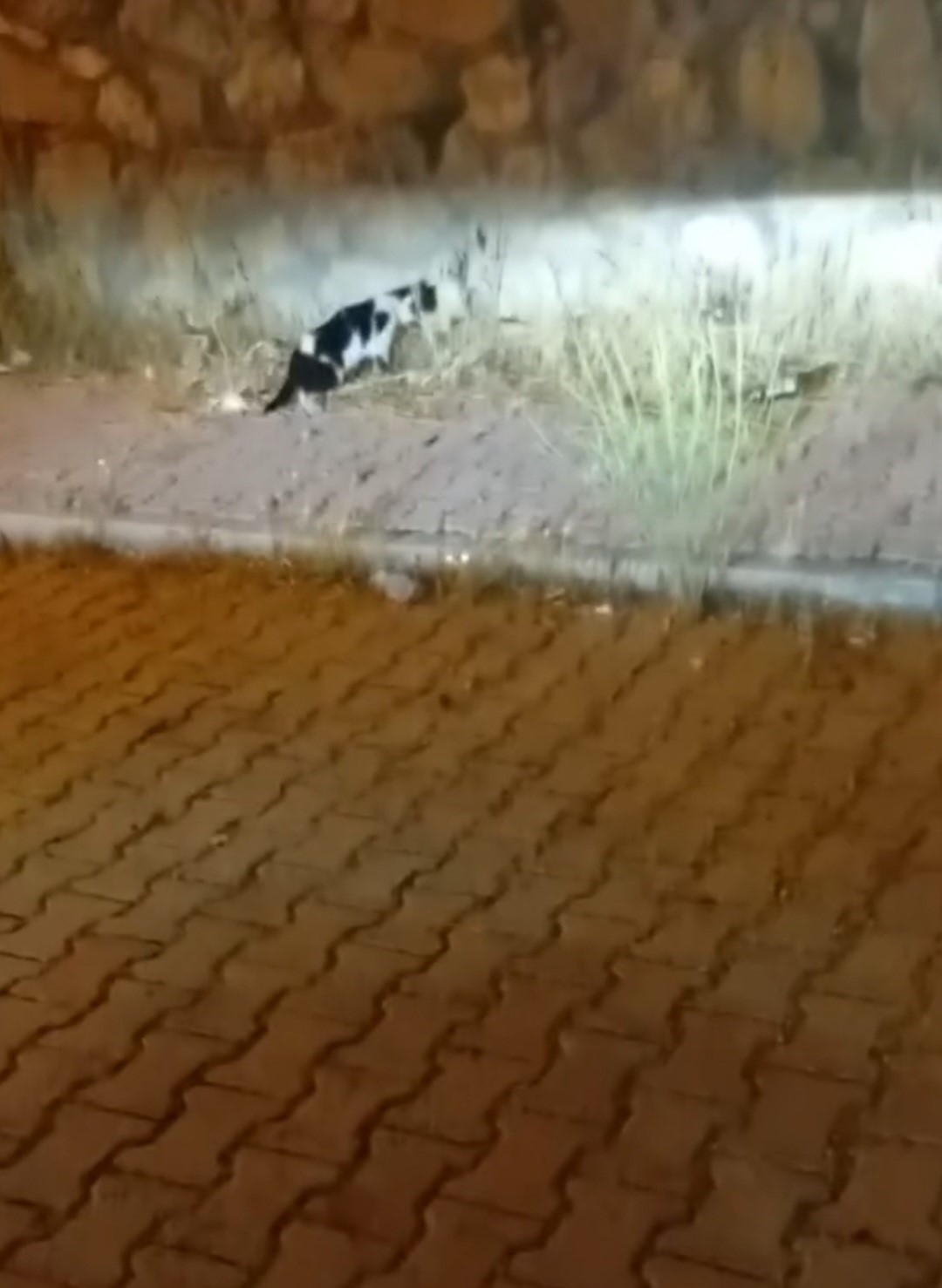 ELAZIĞ’DA KEDİ İLE YILANIN MÜCADELESİ KAMERADA