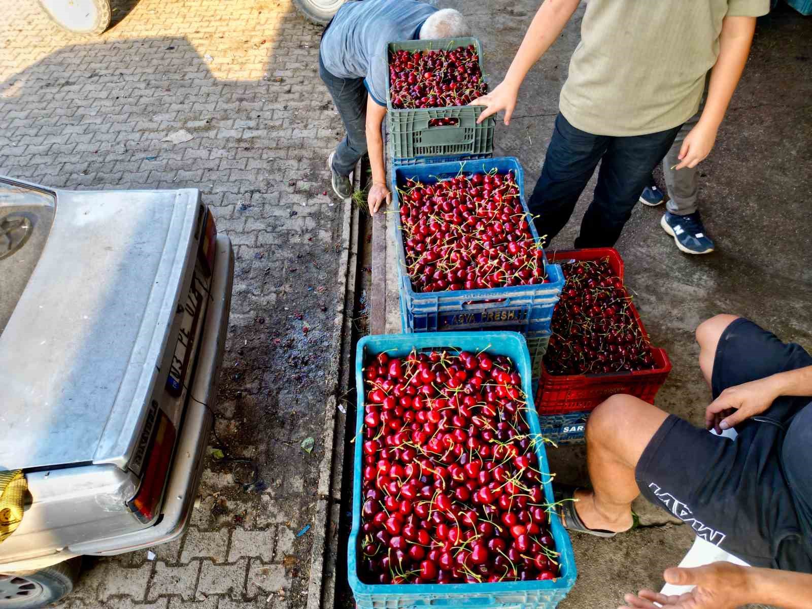 DÜNYA SOFRALARINI SÜSLEYEN ’NAPOLYON’ KİRAZDA BEREKET YAŞANIYOR