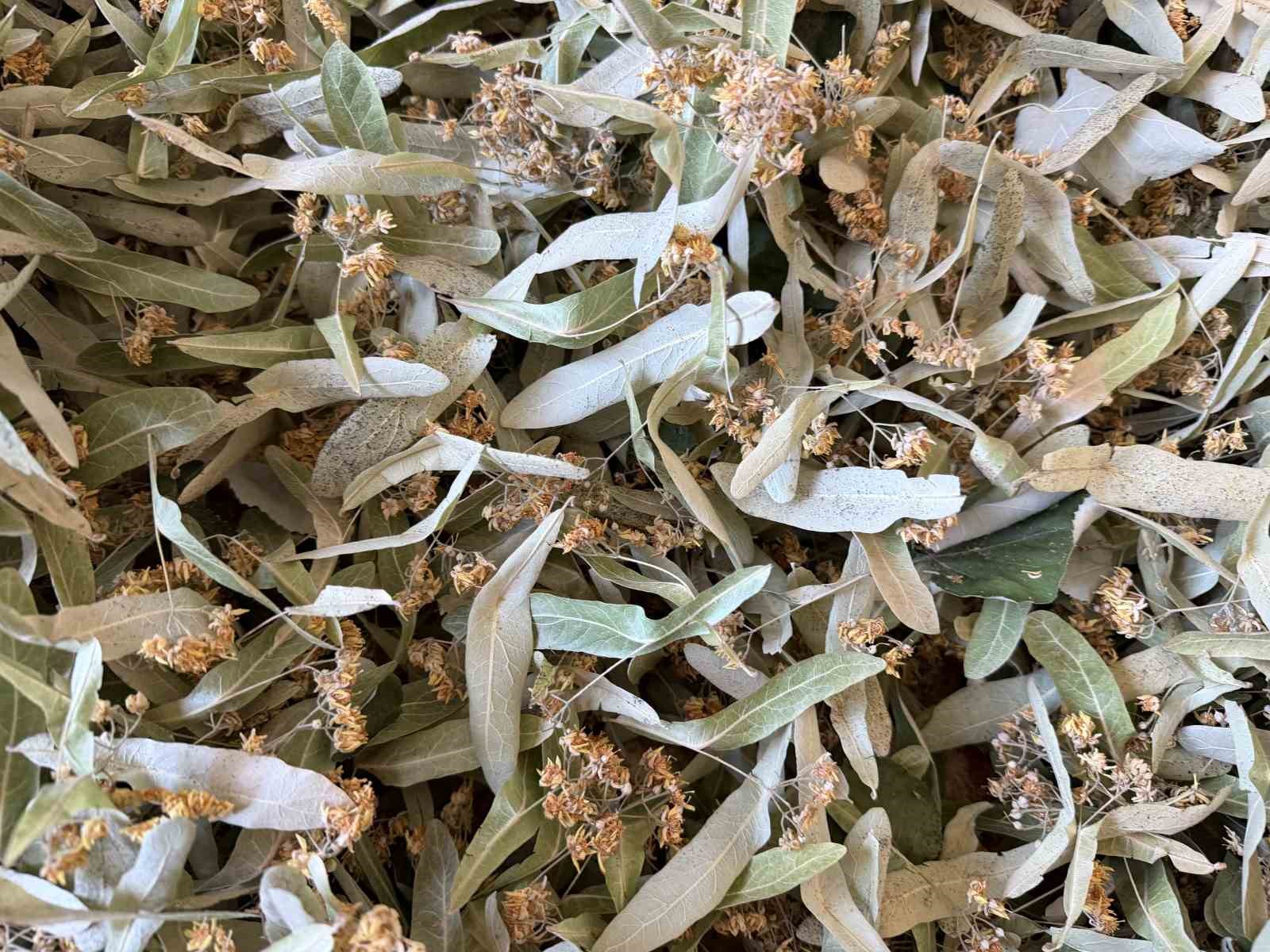 YALOVA IHLAMURUNA TÜRKİYE’NİN DÖRT BİR YANINDAN TALEP