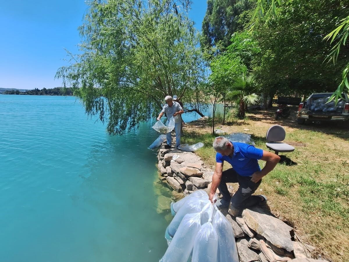 MANAVGAT’TA 400 BİN BALIK YAVRUSU BARAJ GÖLÜNDE BIRAKILDI