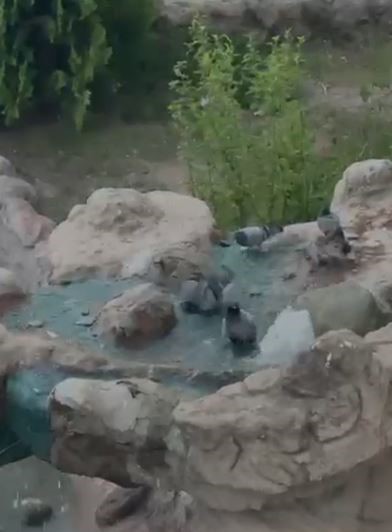 ELAZIĞ’DA KAVURUCU SICAKTAN BUNALAN GÜVERCİNLER SUYLA SERİNLEDİ