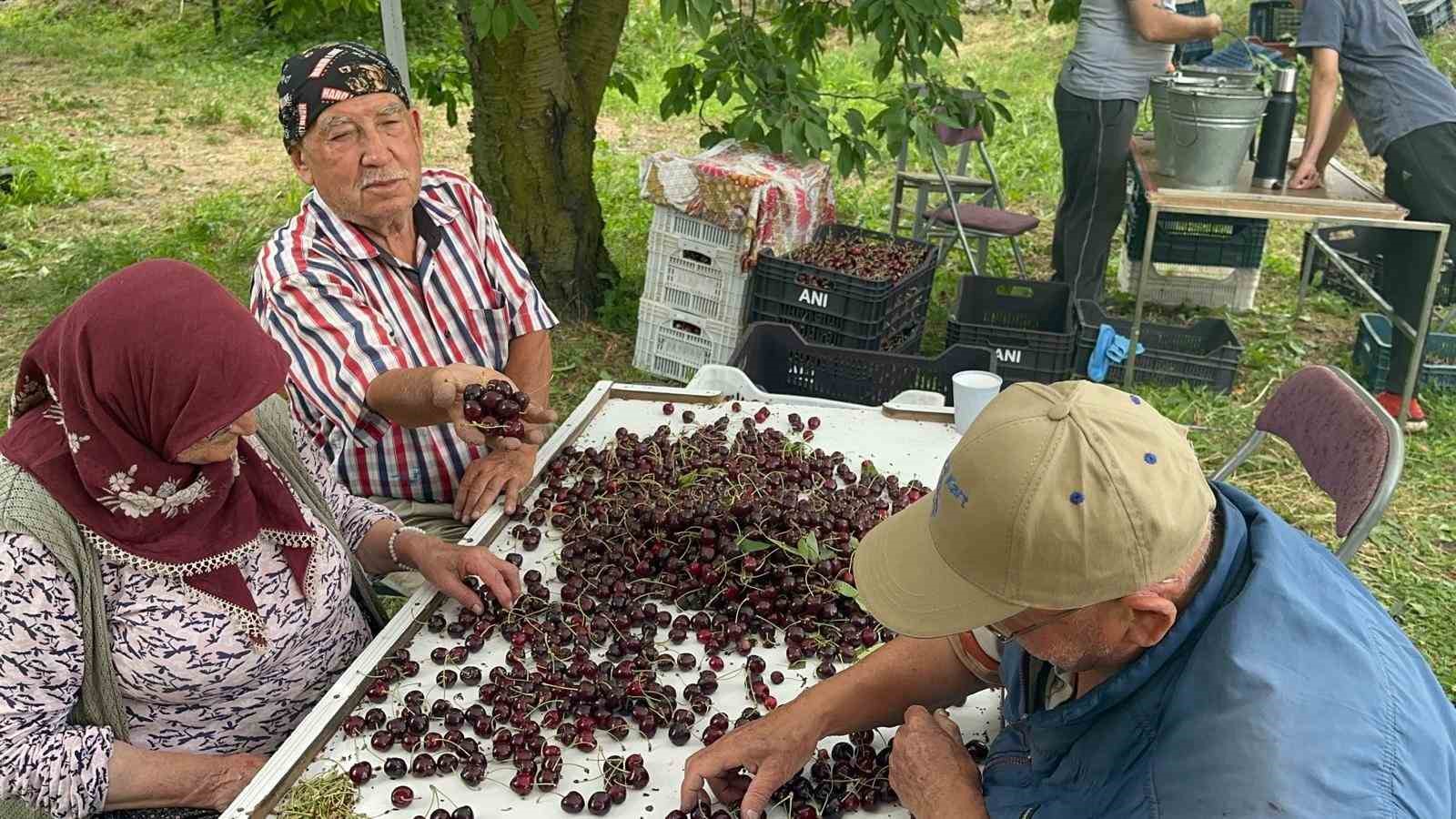 COĞRAFİ İŞARETLİ AKŞEHİR VE SULTANDAĞI KİRAZLARINDA TARİHİ REKOR KIRILDI