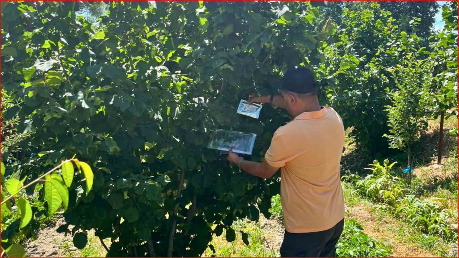 BOLU’NUN FINDIK REKOLTESİ İÇİN SAHADAN VERİ TOPLANDI