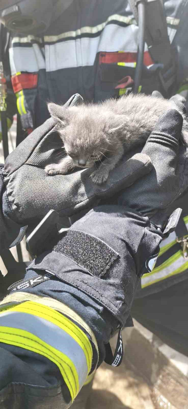 BÜYÜKŞEHİR İTFAİYESİ, YANGINDA MAHSUR KALAN 6 KEDİYİ KURTARDI