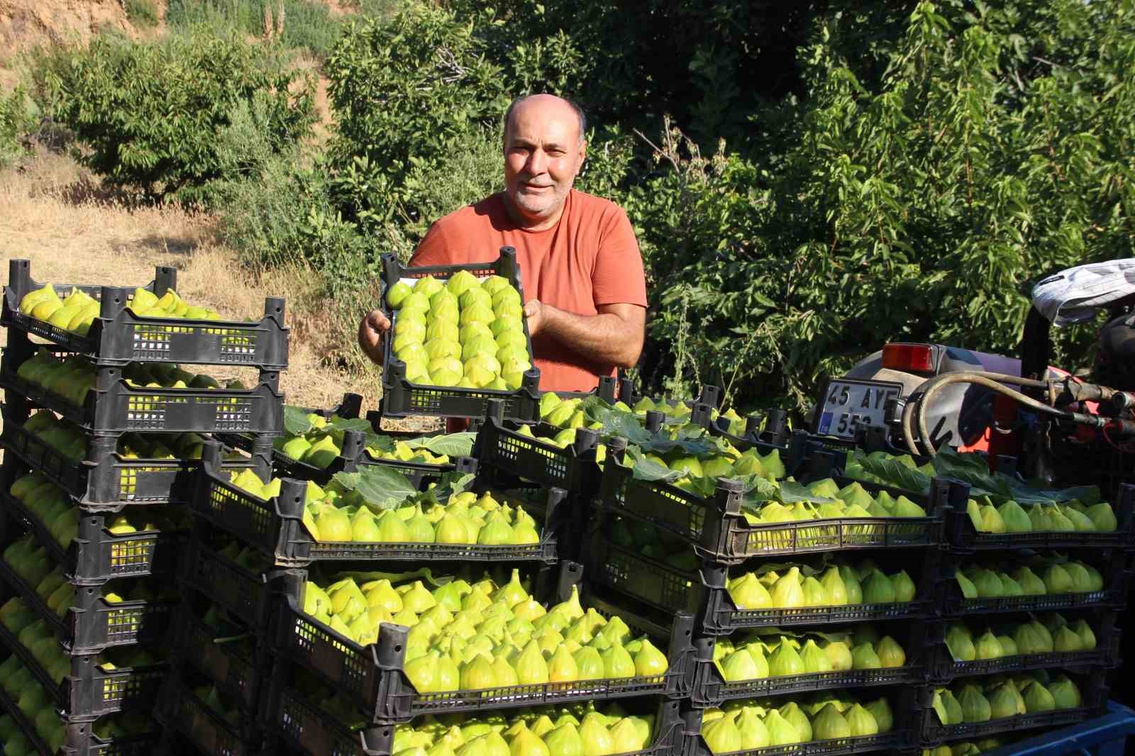 DÜNYANIN İLK İNCİRİNDE SON HASAT BEREKETİ
