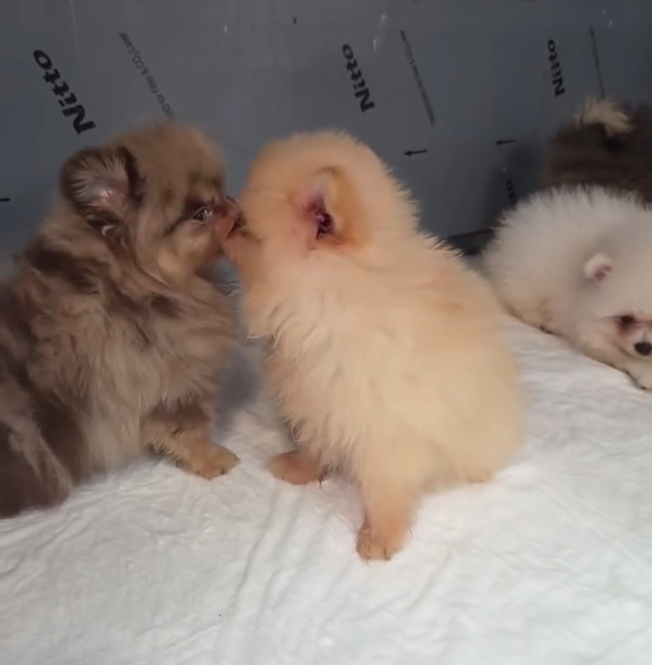 KAPIKULE’DE KAÇAK YOLLARLA YURDA SOKULMAK İSTENEN 5 YAVRU KÖPEK ELE GEÇİRİLDİ