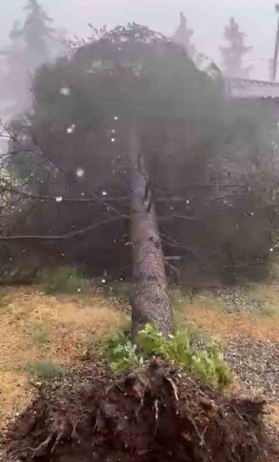 TOKAT’TA FIRTINADA AĞAÇLAR DEVRİLDİ
