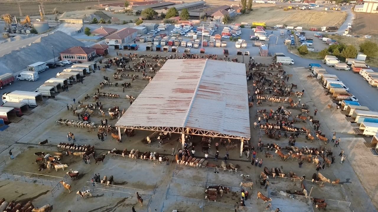 HAYVAN FİYATLARI DÜŞÜŞTE, BESİCİLER ‘TAM ALIM ZAMANI’ DİYOR