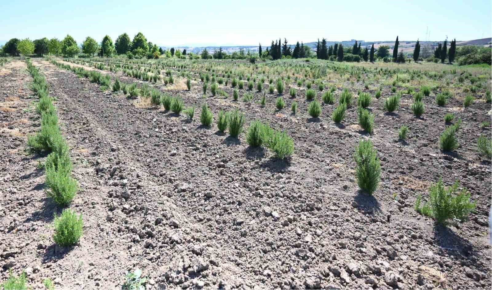 TIBBİ VE AROMATİK MEYVELER ORMAN KÖYLÜSÜNE GELİR KAPISI OLUYOR