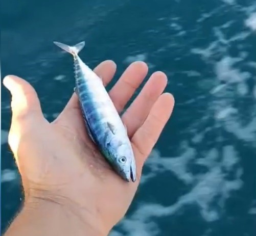 SİNOP’TA SEZONUN UĞURU YAKALANDI