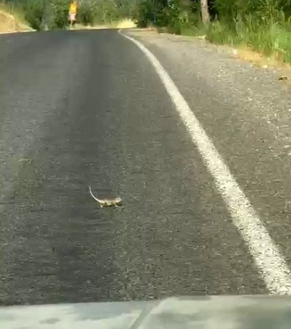 KAHRAMANMARAŞ’TA BUKALEMUNA YOL VEREN SÜRÜCÜ GÜLDÜRDÜ