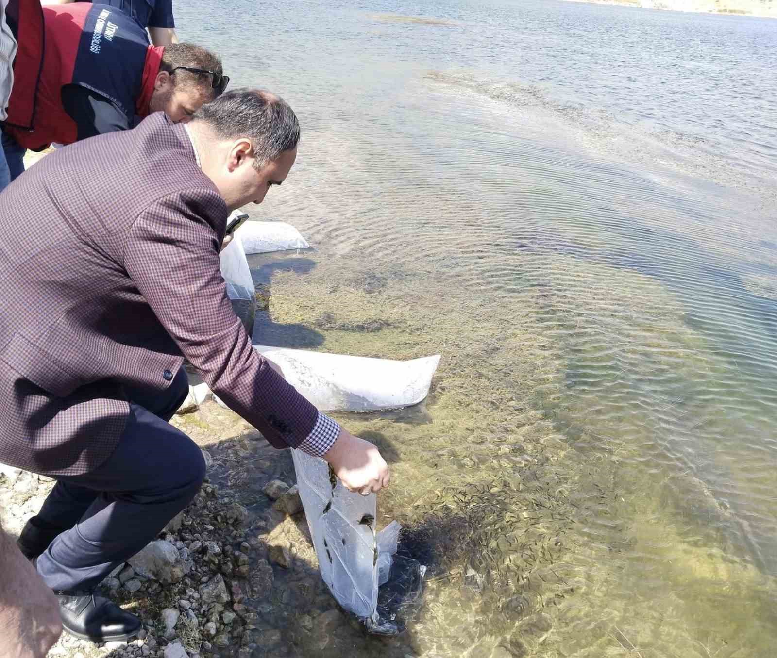 ASLANAPA KUREYŞLER GÖLETİ’NE 140 BİN SAZAN YAVRUSU BIRAKILDI