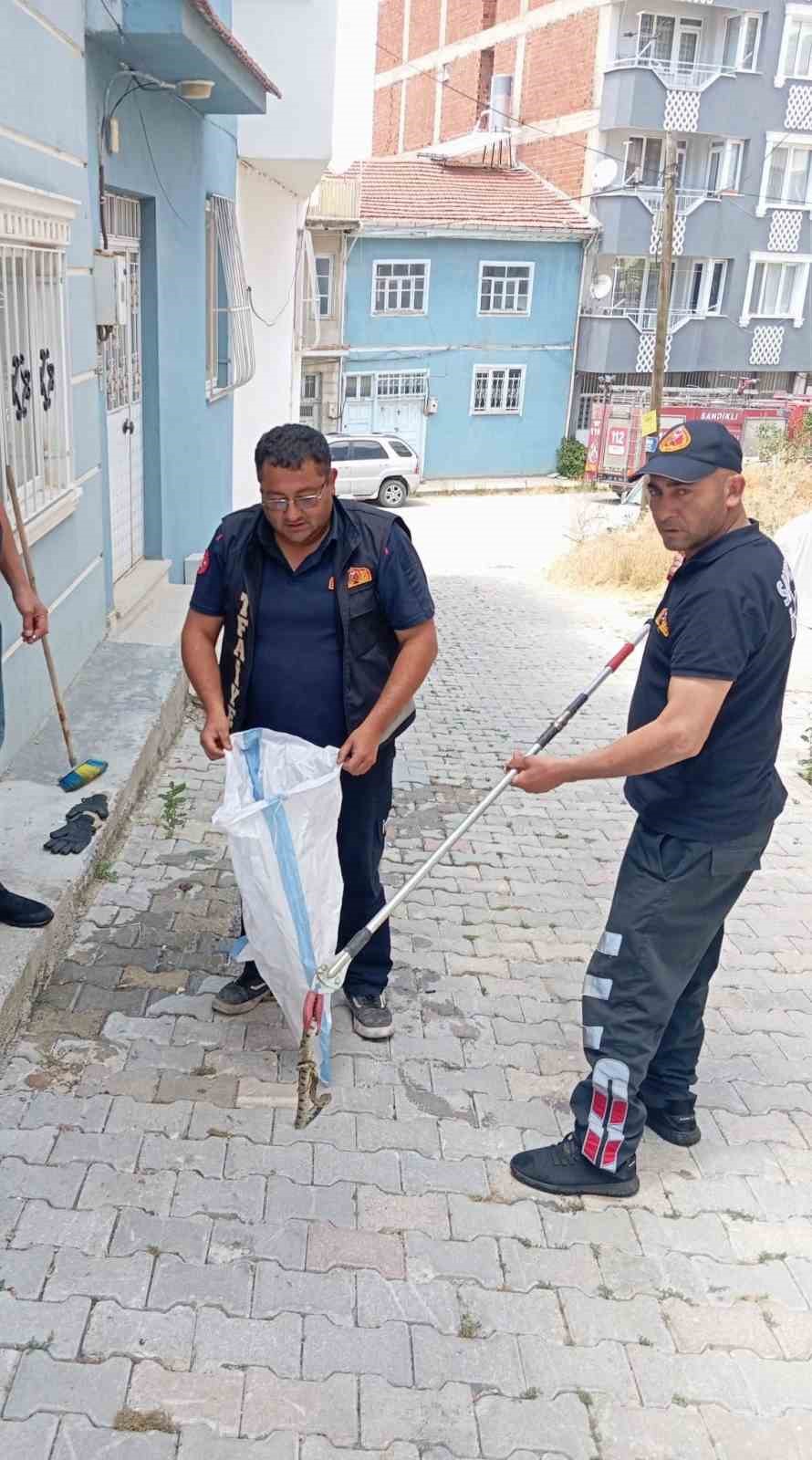 EVE GİREN YILAN PANİĞE NEDEN OLDU