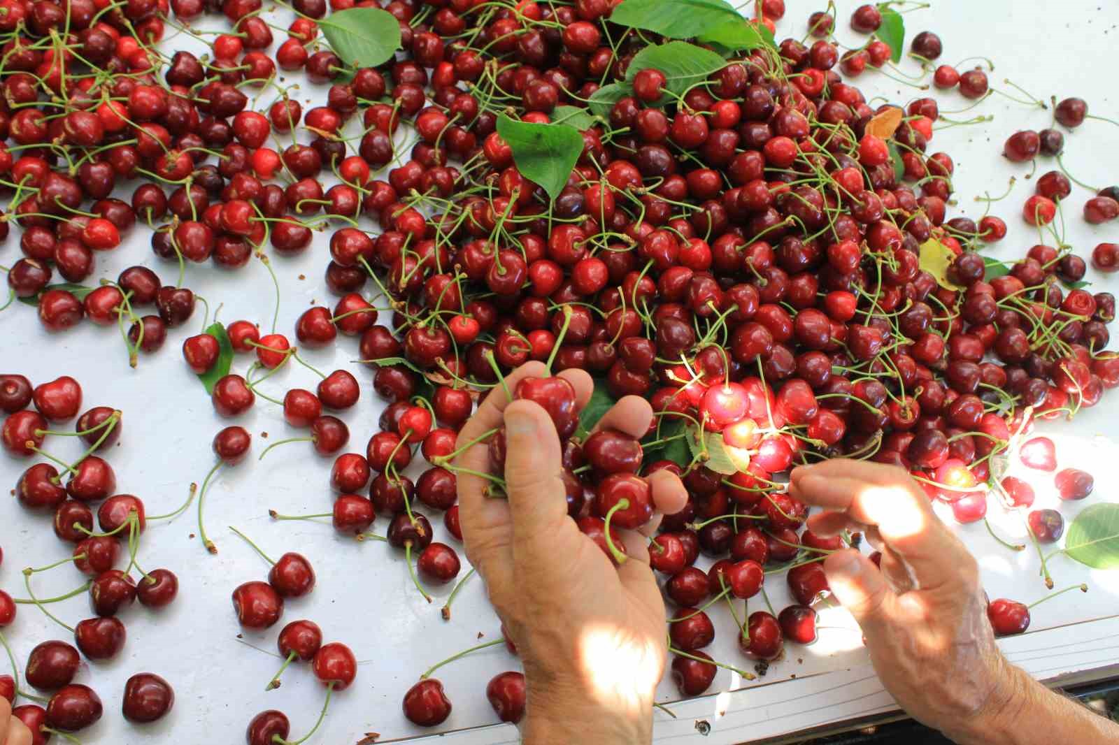 ABD VE AVRUPA KİRAZDA BU AROMAYI ÖZELLİKLE İSTİYOR