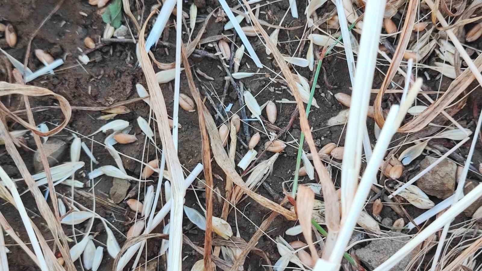 YOZGAT’TA BU TARLALARI BİÇERDÖVER DEĞİL DOLU BİÇTİ