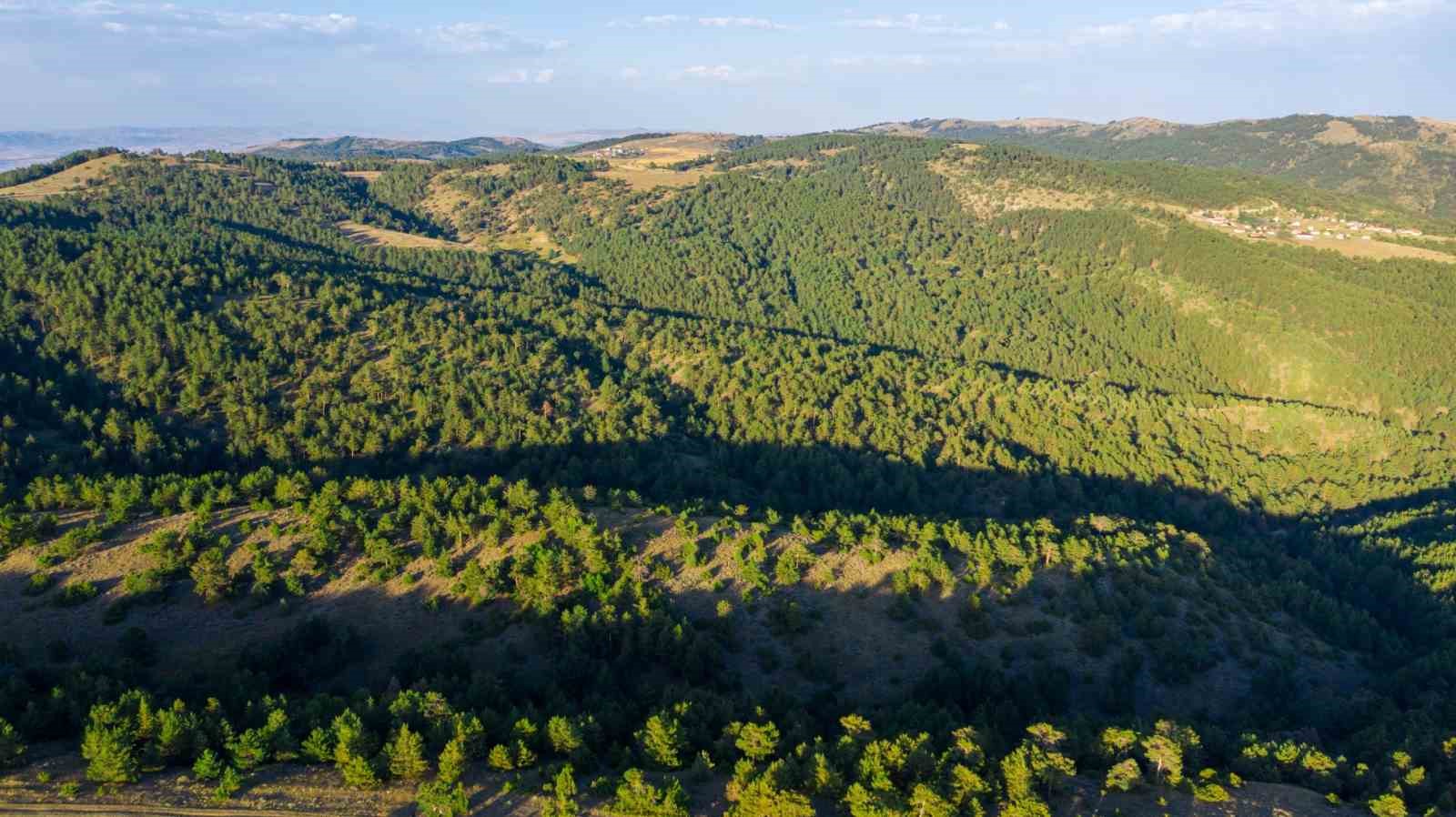 SİVAS’TA ORMANLIK ALANLARA GİRİŞ YASAKLANDI