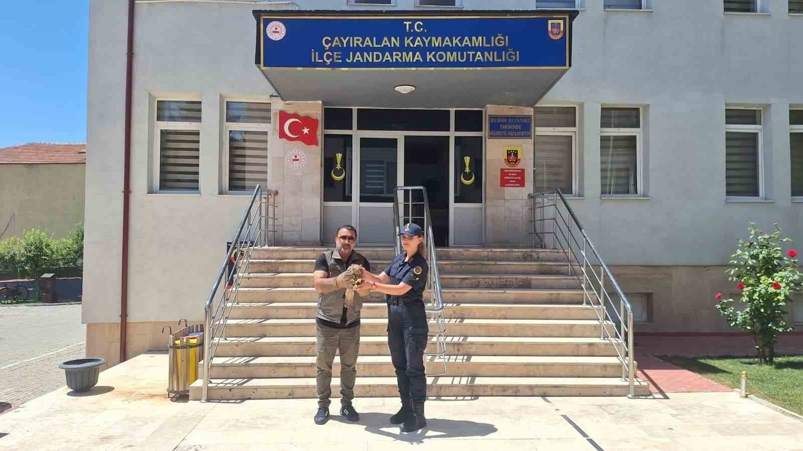 YOZGAT’TA YARALI ŞAHİN TEDAVİ ALTINA ALINDI