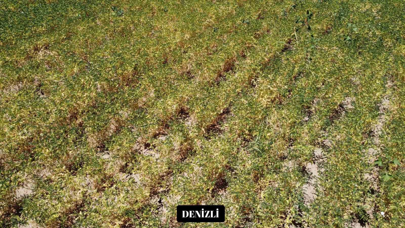 YENİ NOHUT ÇEŞİDİ DENİZLİ’NİN DIŞINDA EKİLEN BÖLGE İLLERİNDE DE YÜKSEK VERİM VERDİ