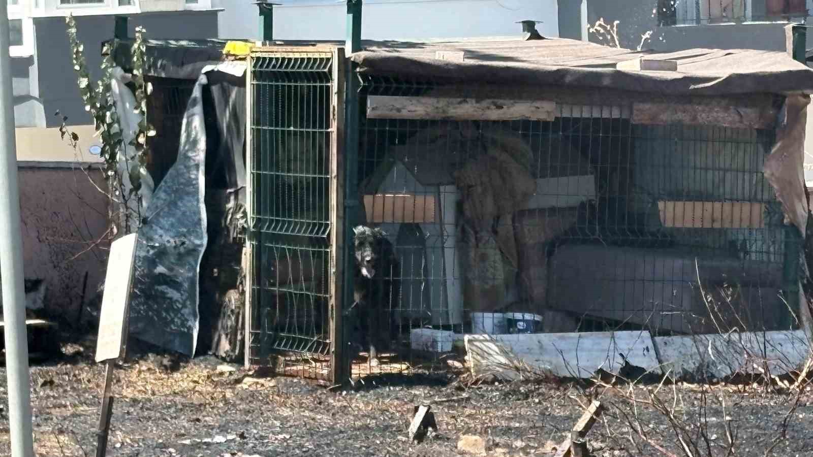 ÇANAKKALE’DE YOL KENARINDA ÇIKAN YANGINDA KÖPEK MAHSUR KALDI