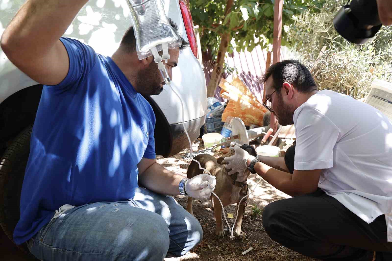 KUMLUCA’DA YANGINDAN ETKİLENEN HAYVANLARA YERİNDE MÜDAHALE
