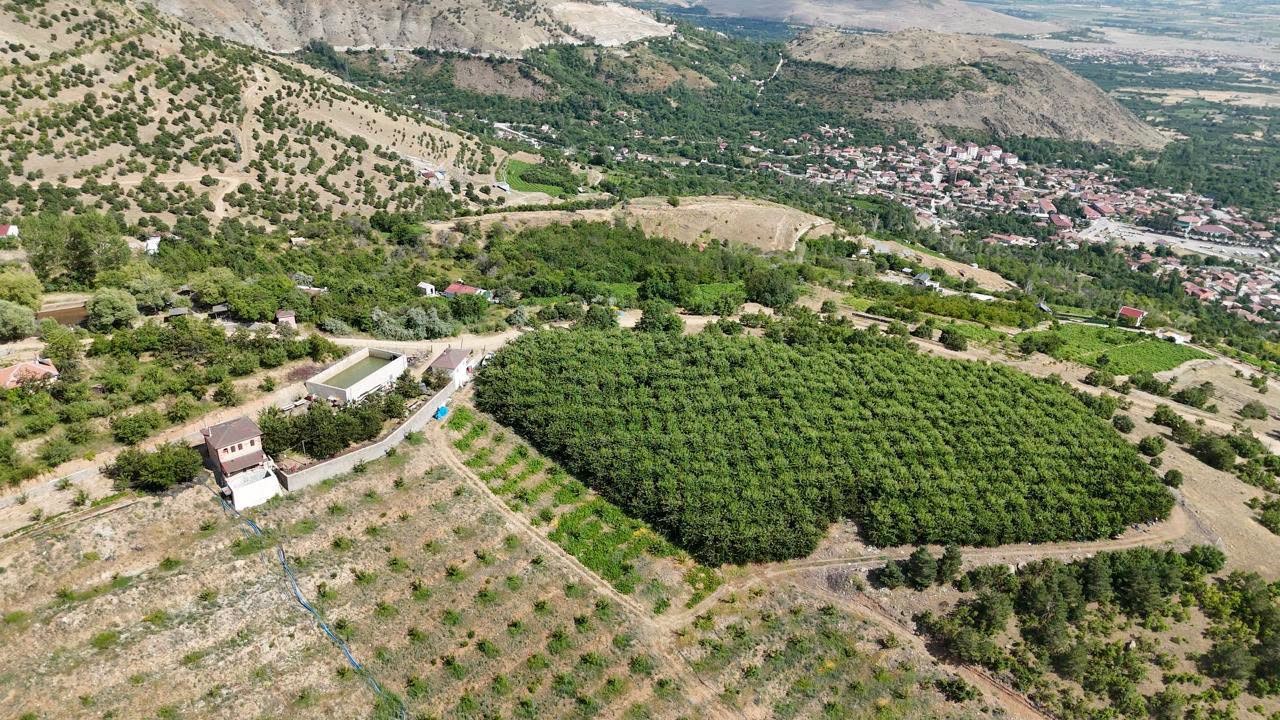 ERZİNCAN’IN YÜKSEK RAKIMLI KİRAZ BAHÇESİNDE HASAT MESAİSİ