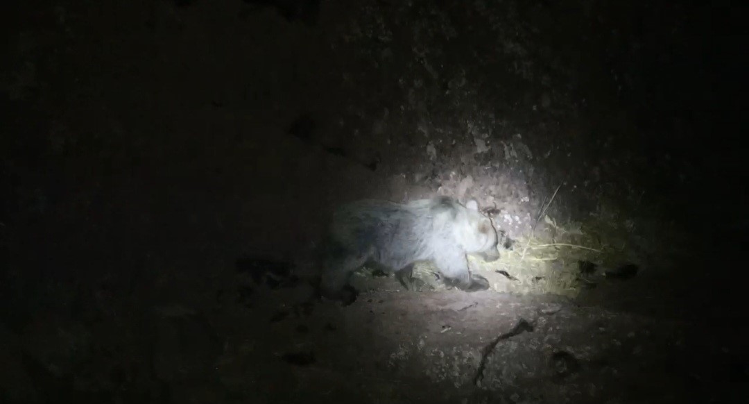 TUNCELİ’DE GECE KAMERASINDA DOMUZ VE AYI AYNI ANDA GÖRÜNTÜLENDİ