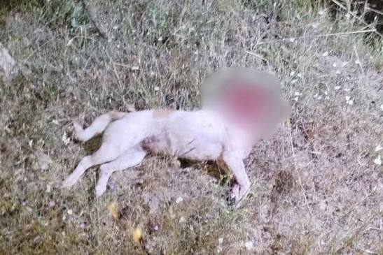 AKDAĞMADENİ’NDEKİ KÖPEK ÖLDÜRÜLMESİNE VATANDAŞLARDAN SUÇ DUYURUSU