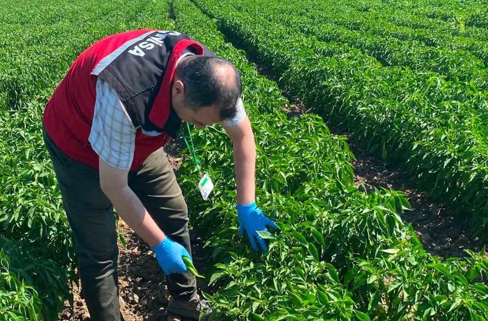 MANİSA’DA ORGANİK ÜRÜNLERE PESTİSİT ANALİZLERİ BAŞLADI