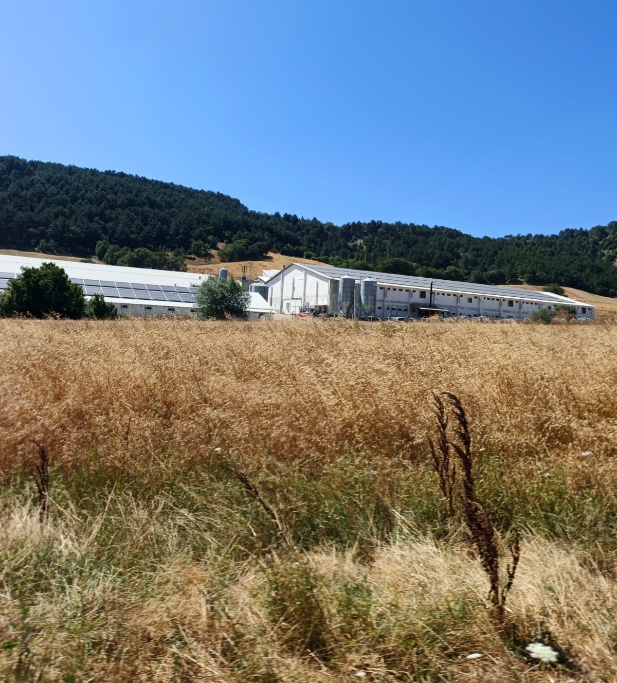 BOLU’DA HİNDİ ÇİFTLİĞİNDE KORKUTAN YANGIN: FACİANIN EŞİĞİNDEN DÖNÜLDÜ