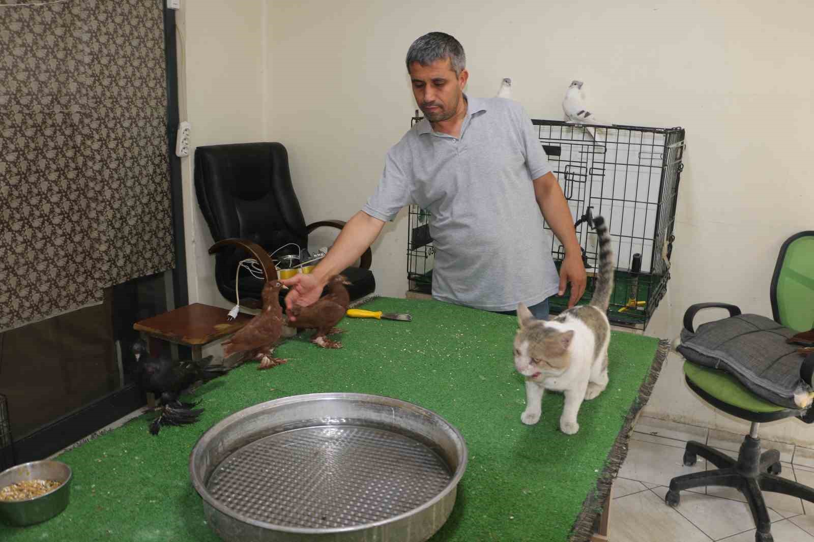 MİLYONLUK GÜVERCİNLERİ ’AZILI DÜŞMANLARI’ KORUYOR