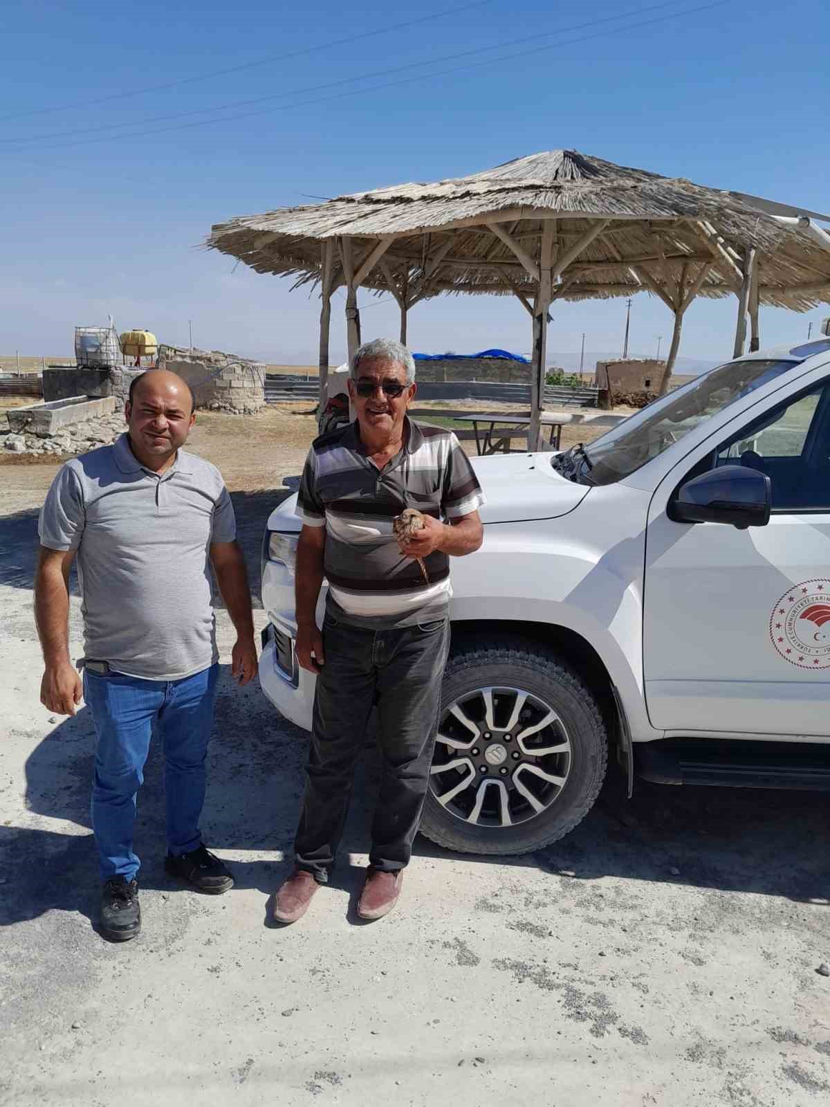 KANADINDAN YARALANAN KIZIL ŞAHİN, DUYARLI ÇİFTÇİNİN DİKKATİYLE KURTULDU