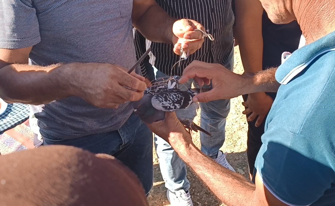 ŞAHİN TUZAĞINA YEM AMAÇLI BAĞLANAN GÜVERCİNİ VATANDAŞLAR KURTARDI