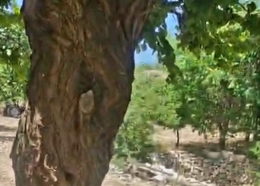KAYISI AĞACINDAKİ OYUK, BAL ARILARINA YUVA OLDU