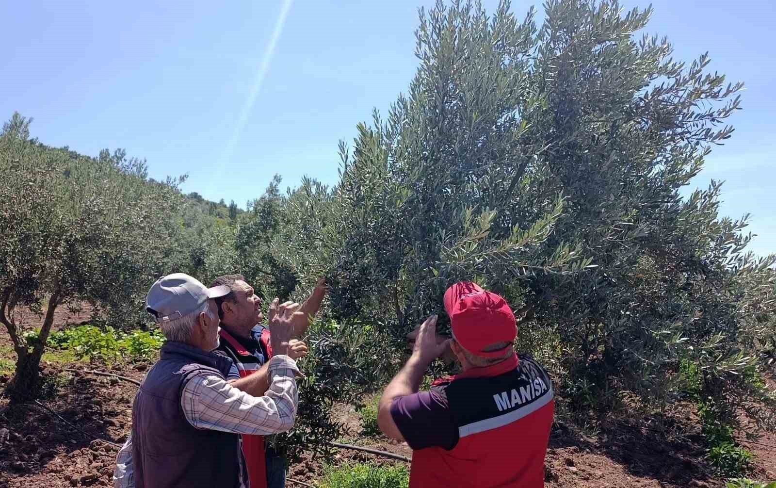 AKHİSAR’DA ZEYTİN ÜRETİCİLERİNE HASTALIK VE ZARARLI UYARISI