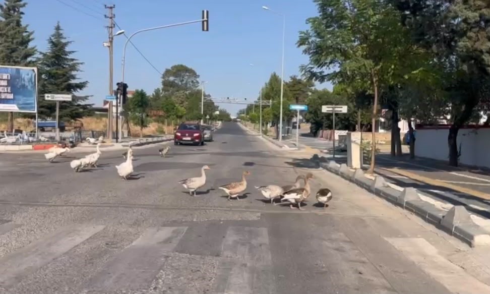 SÜRÜCÜLERİ GÜLÜMSETEN ANLAR: KAZLAR TRAFİĞİ DURDURDU