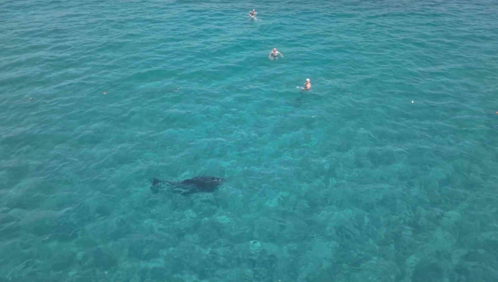 ALANYA’DA KIYIYA YAKLAŞAN YUNUS TURİSTLERLE YÜZDÜ
