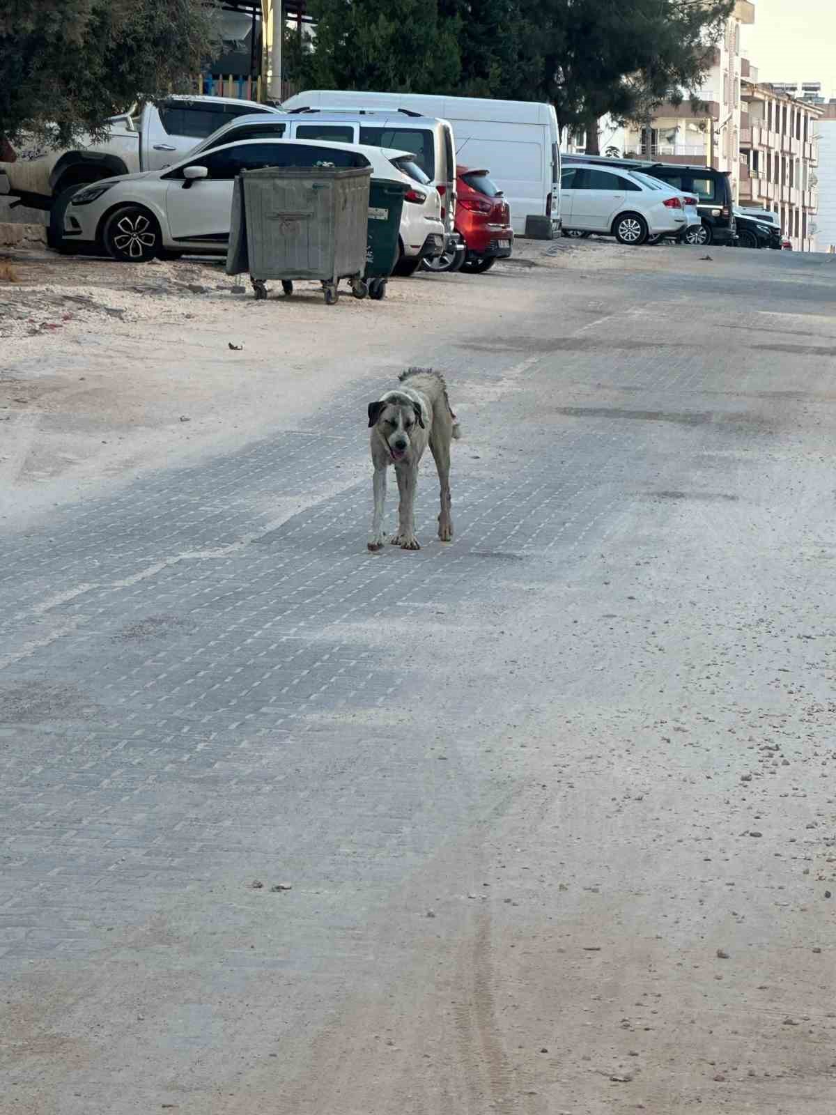 HALFETİ’DE SAHİPSİZ KÖPEĞİN SALDIRDIĞI ÇOCUK YARALANDI