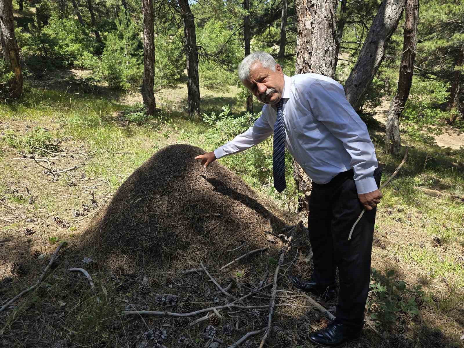 AFRİKA BELGESELİ DEĞİL YOZGAT: DEV KARINCA YUVALARI GÖRENLERİ HAYRETE DÜŞÜRÜYOR
