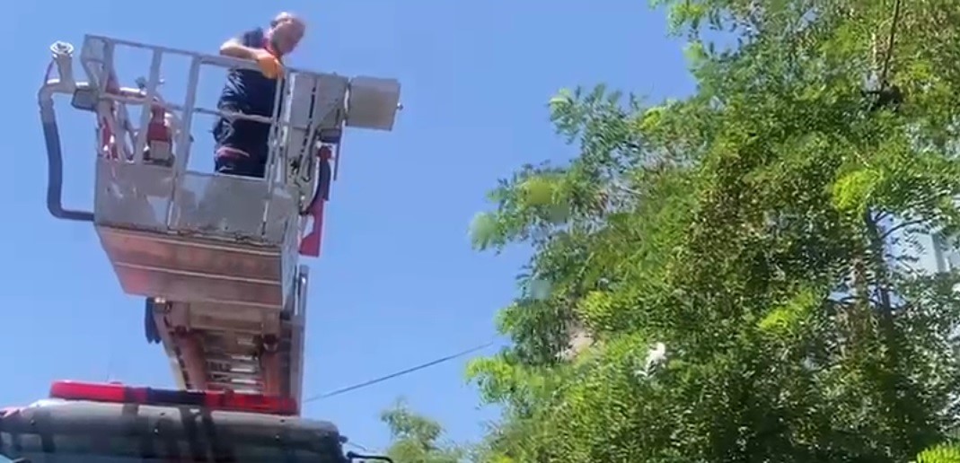 AYAĞINA DOLANAN İP KARGAYI MAHSUR BIRAKTI, İTFAİYE KURTARDI